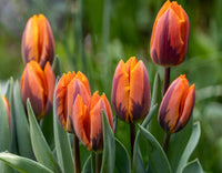 Princess Irene Tulip Seeds