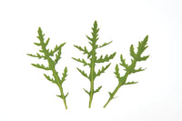 Sylvetta – Arugula Seed