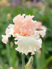 Magical Bearded Iris