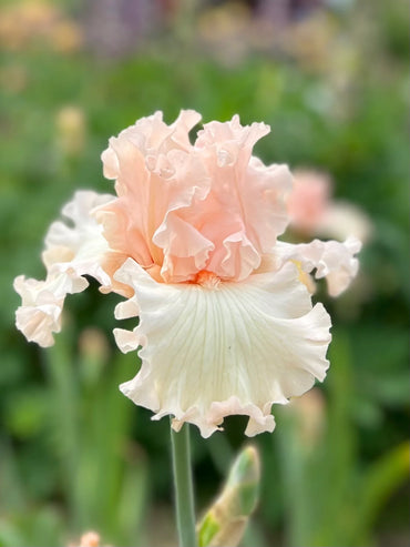 Magical Bearded Iris