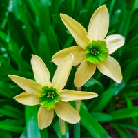 Emerald Kiss Daffodil Seeds