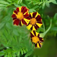 Marigold, French- Mr Majestic