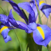 Dutch Iris- Professor Blaauw