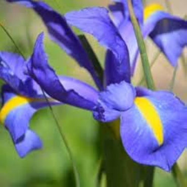 Dutch Iris- Professor Blaauw