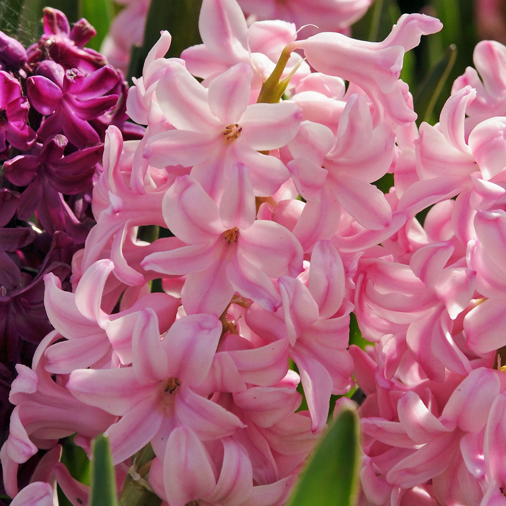 Hyacinth- Pink Surprise