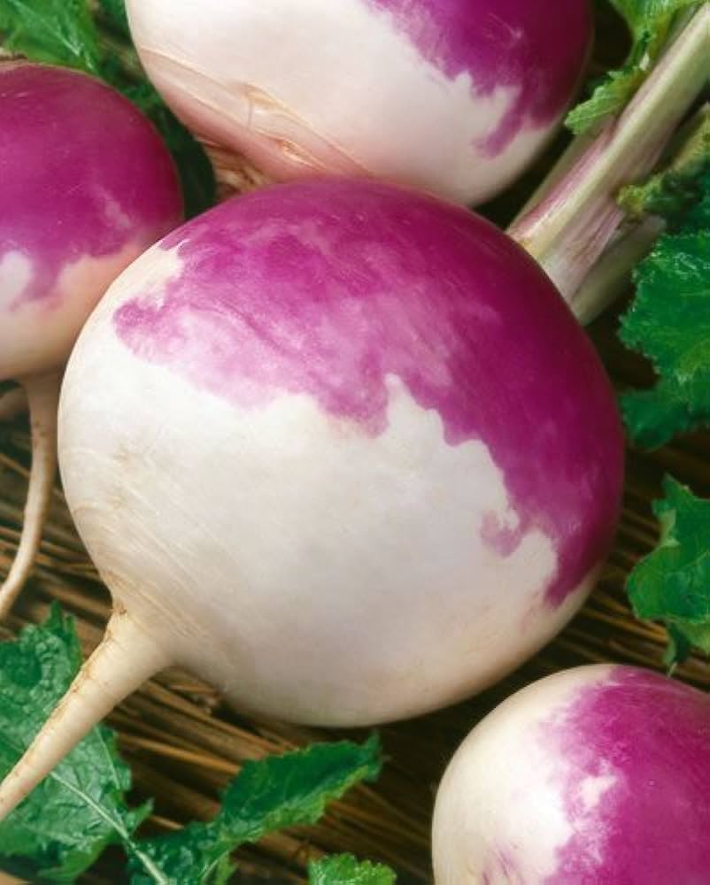 Purple Top White Globe Organic Turnip Seed