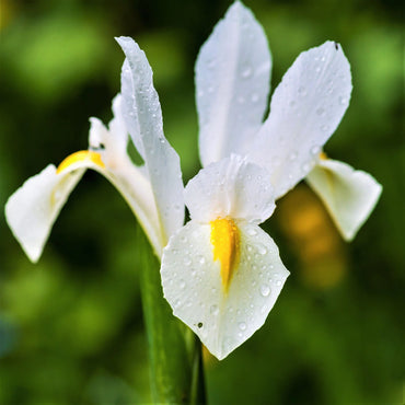 Dutch Iris- Casablanca