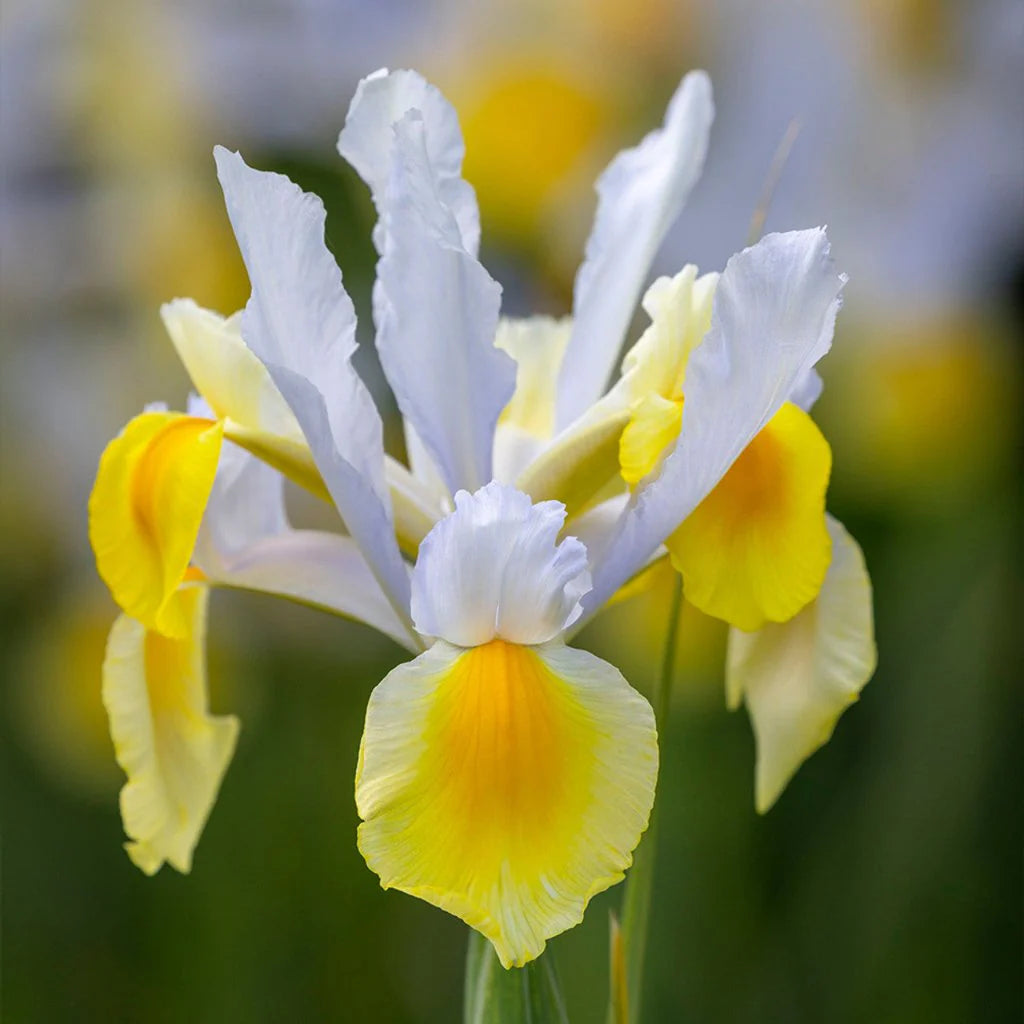 Dutch Iris- Apollo