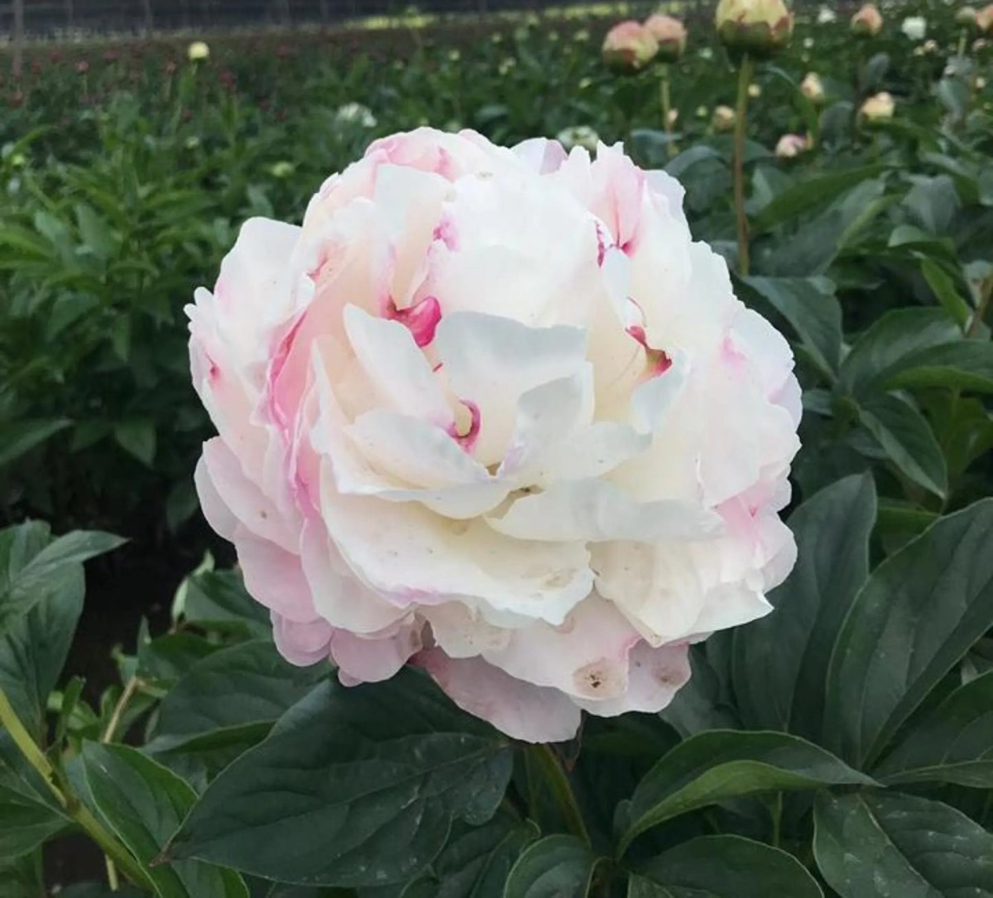 Gardenia Peony
