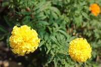 Marigold, French- Lemon Drop
