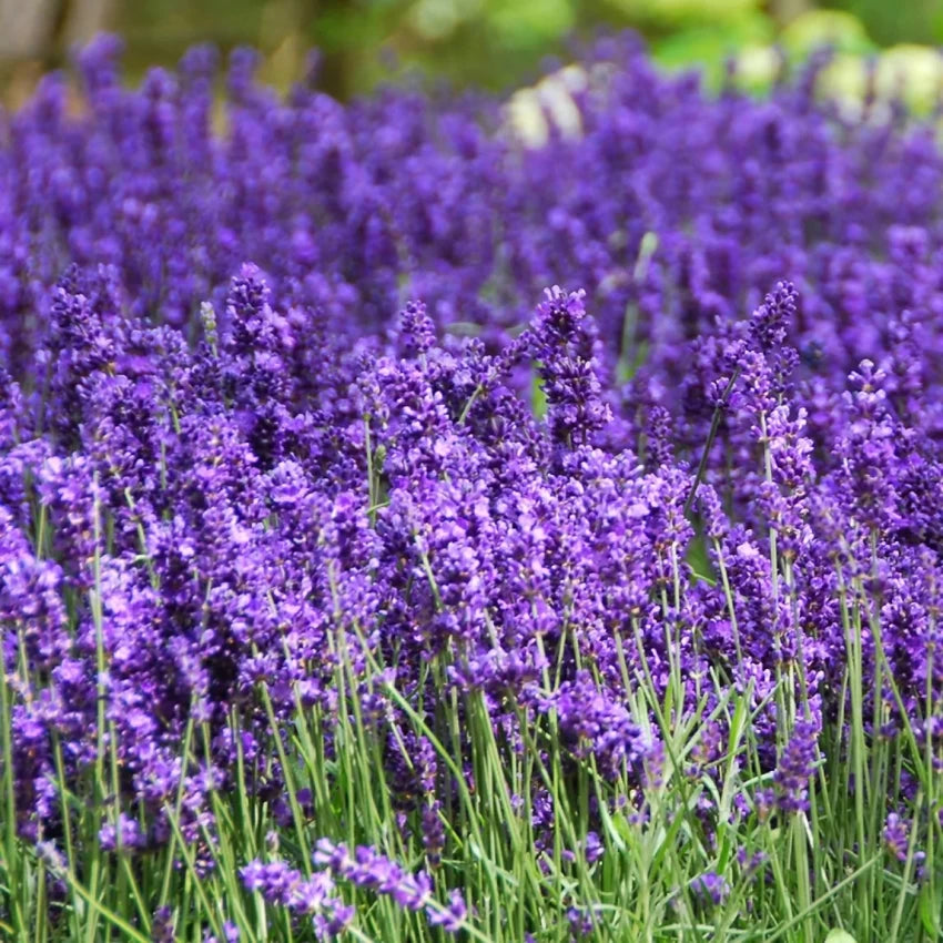 Lavender- Hidcote