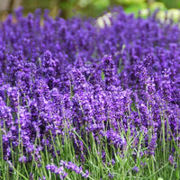 Lavender- Hidcote