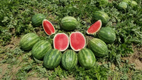 Red Amber – Organic Seedless Watermelon Seeds