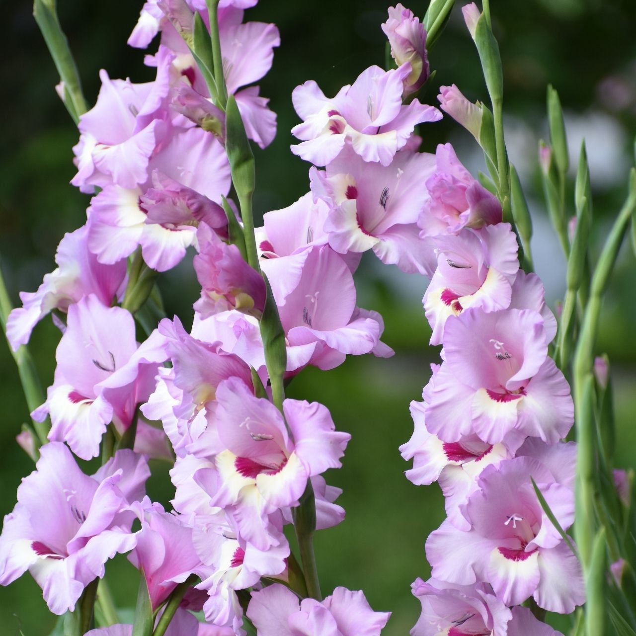 Gladiolus- Zamora