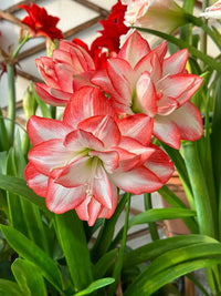 Heirloom Non-GMO Red White Hippeastrum Rutilum Flower Seeds for Indoor Planting