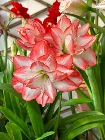 Heirloom Non-GMO Red White Hippeastrum Rutilum Flower Seeds for Indoor Planting