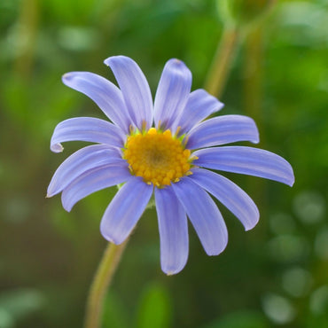 Felicia- Little Sapphire (seedling)