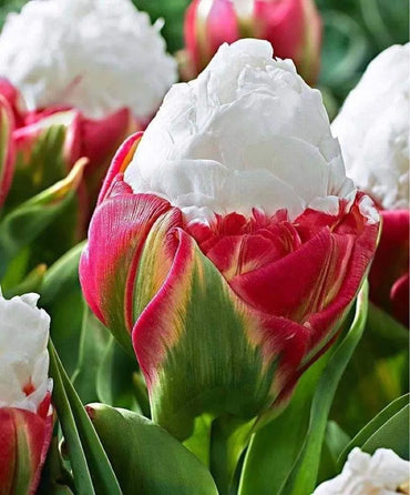 Ice Cream Tulip Seeds