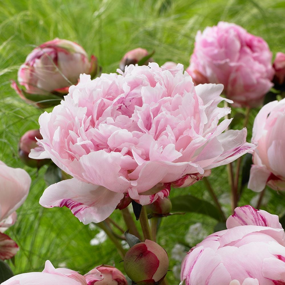 Sarah Bernhardt Peony