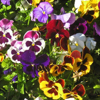 Pansy- Swiss Giant Florist Mix