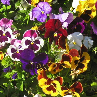 Pansy- Swiss Giant Florist Mix
