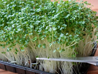 Kale – Organic Microgreen Seed