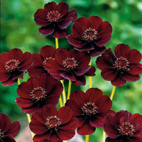 Cosmos- Chocolate (seedling)