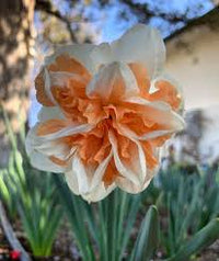 Delnashaugh Daffodil Super Sak Seeds