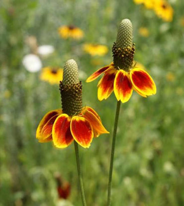 Mexican Hat Flower