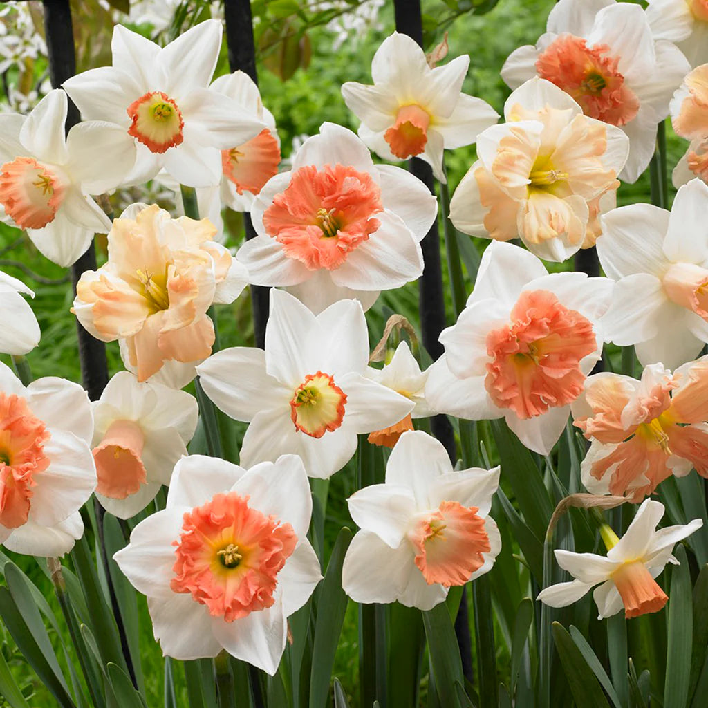 Daffodil- Mixed Pink