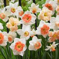 Daffodil- Mixed Pink