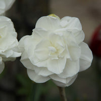 Santa Claus Daffodil Seeds