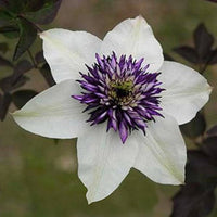 Heirloom Non-GMO White Purple Clematis Flower Seeds for Planting – Bicolor Climbing Vine Seeds