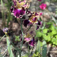 Montmartre Bearded Iris