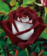 Marron & White Rose Heirloom Non-GMO Seeds for Planting