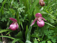 Cypripedium Macranthos Purple Seeds – Organic, Heirloom, Non-GMO Flower Seeds