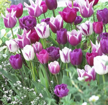 Modern Girl Tulip Seeds
