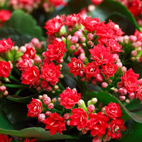 Kalanchoe Mixed Flower Seeds for Planting – Organic, Heirloom, Non-GMO Seeds