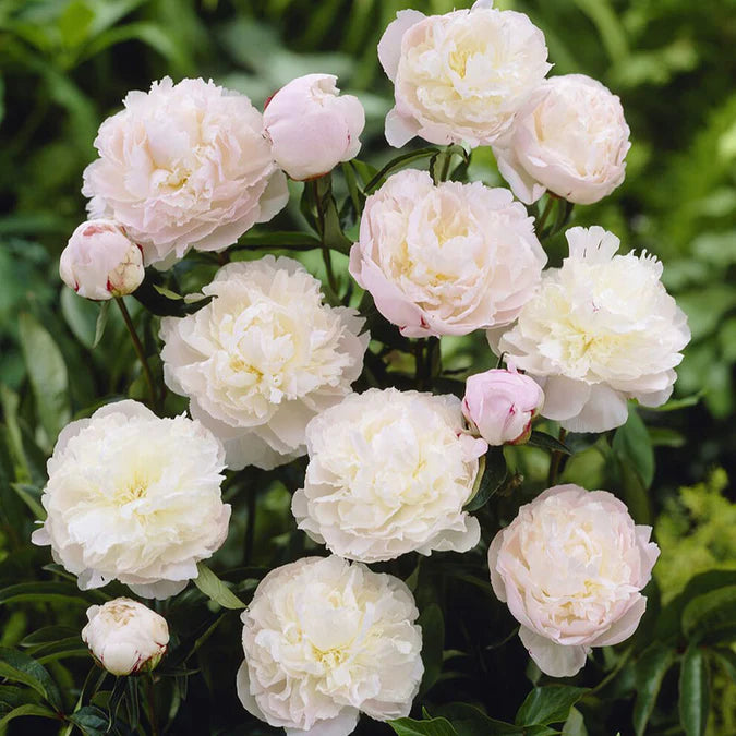 Shirley Temple Peony