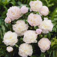 Shirley Temple Peony