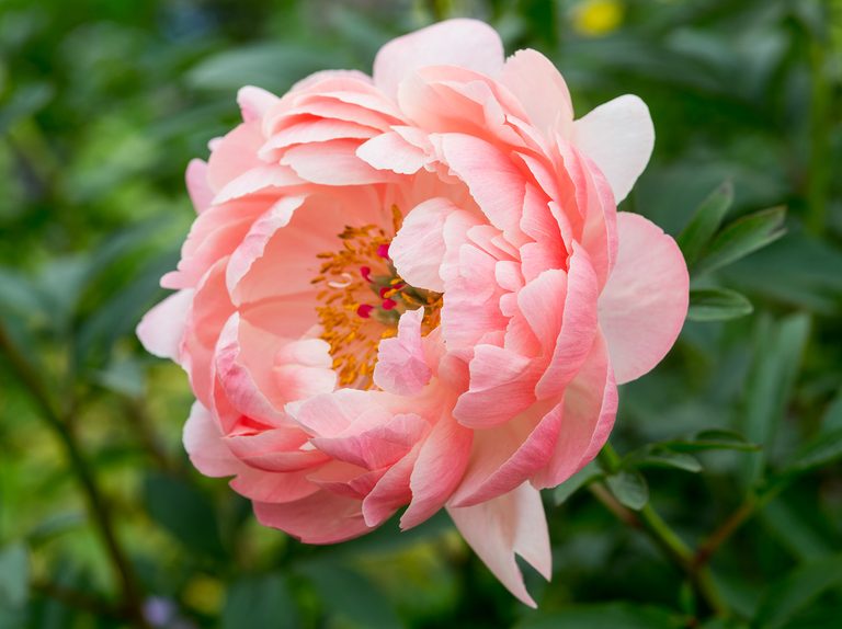 Herbaceous Peony- Coral Charm