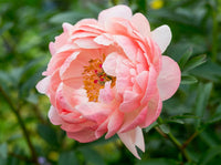 Herbaceous Peony- Coral Charm