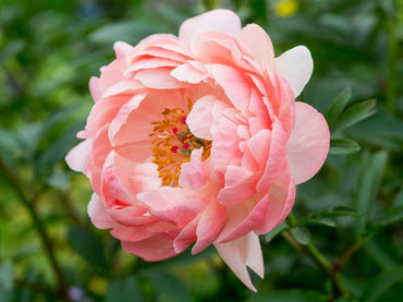Herbaceous Peony- Coral Charm