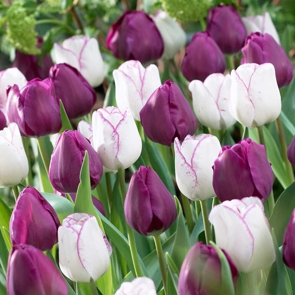 Purple Majesty Tulip Duet Seeds