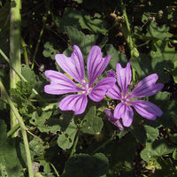 Heirloom Non-GMO Mauve Flower Seeds for Elegant and Colorful Garden Planting