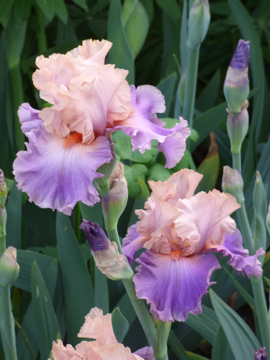 Discovered Treasure Bearded Iris