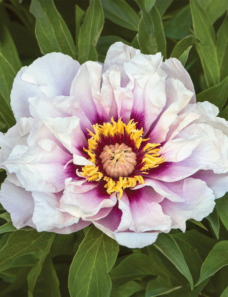 Dutch-Grown Tree Peony Collection