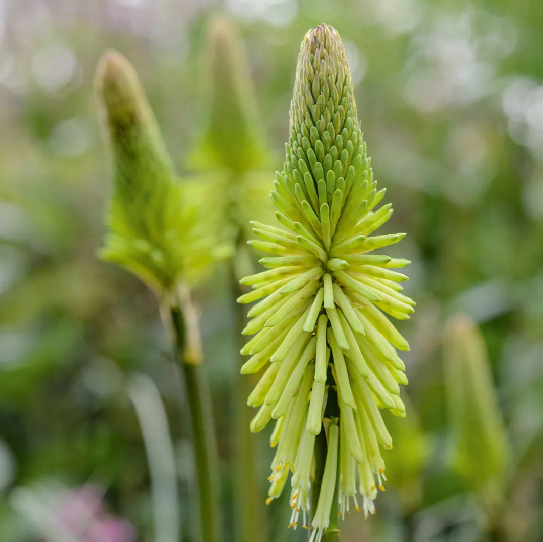 Heirloom Non-GMO Green Kniphofia Flower Seeds for Planting – Unique Torch-Lily Blooming Seeds