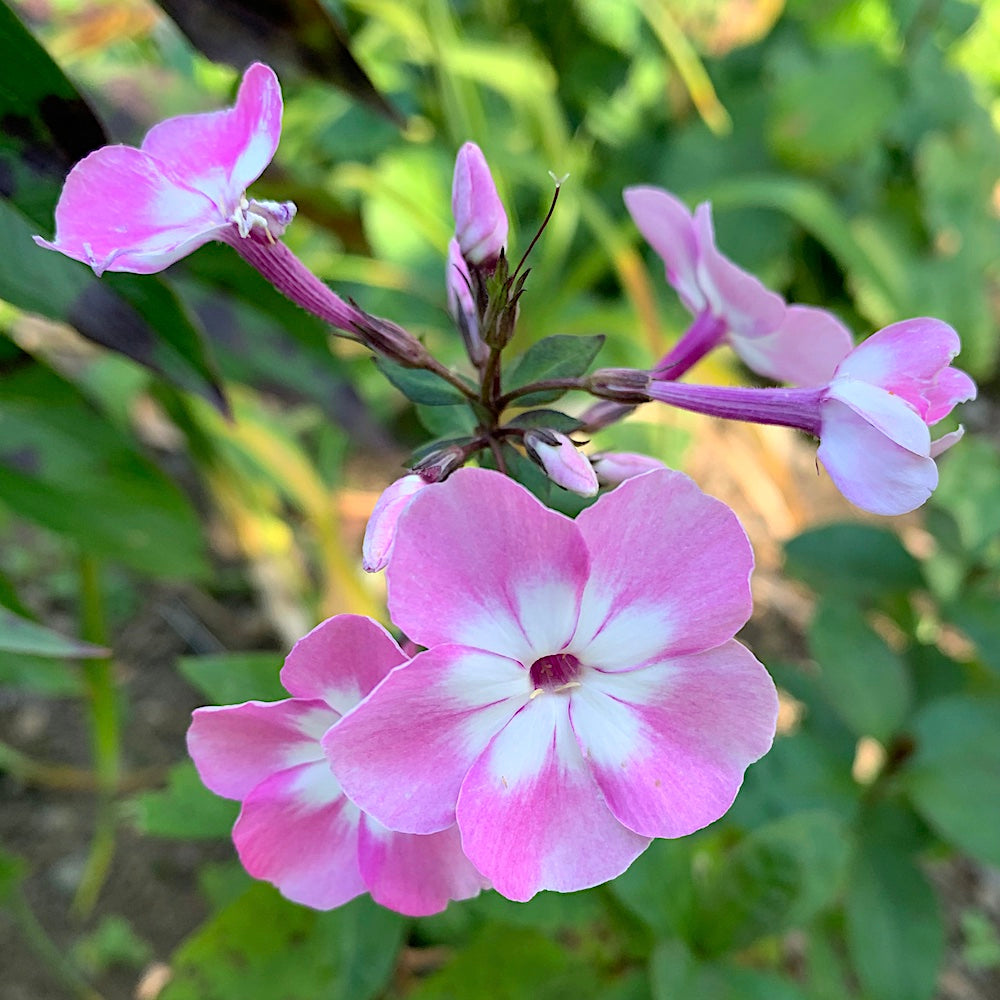 Hercules Phlox Tree