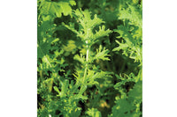 Golden Frills – Mustard Green Seed